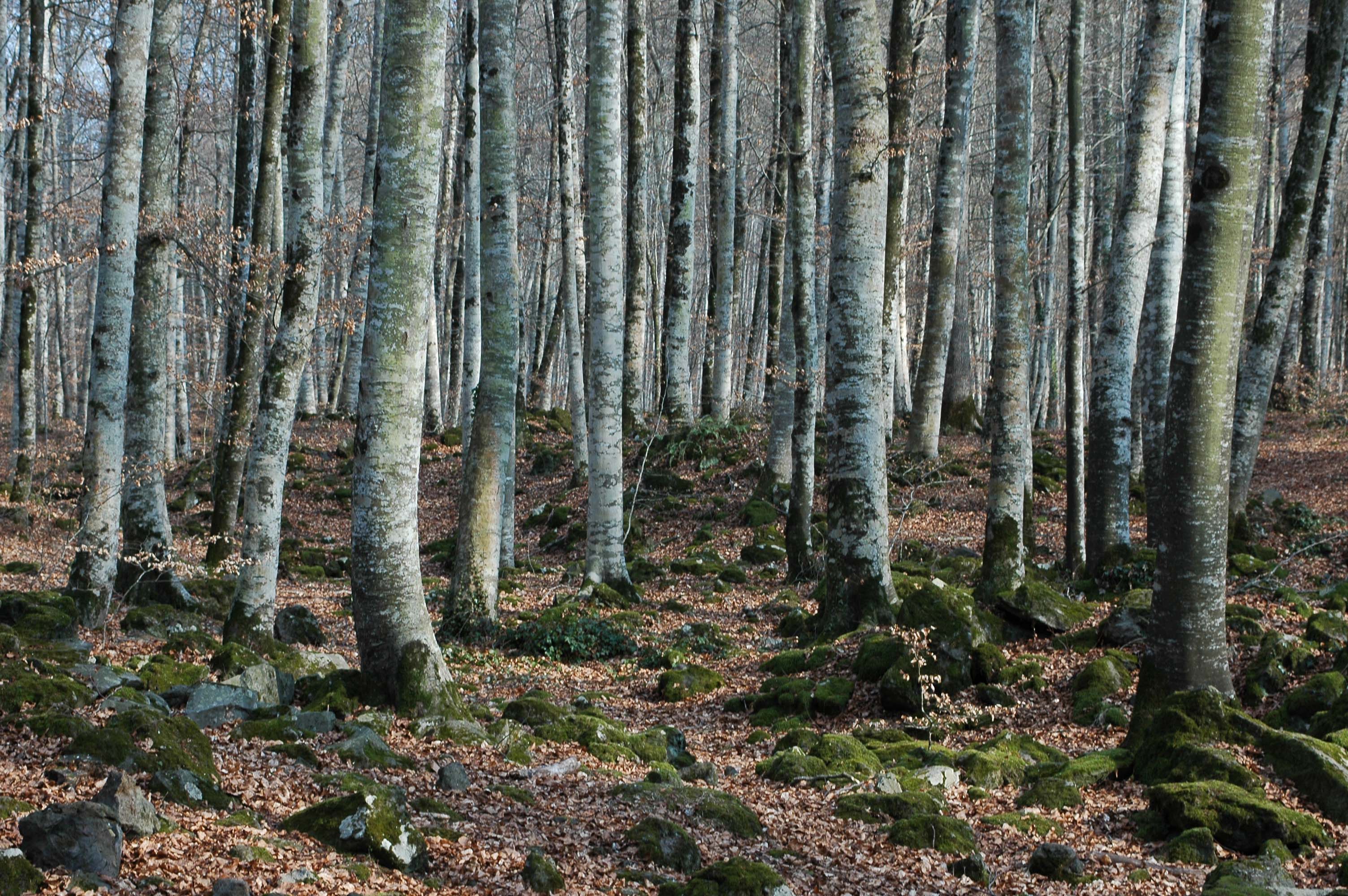38 - Girona - parque natural de la zona volcanica de la Garrotxa - reserva natural de la fageda d'Jorda